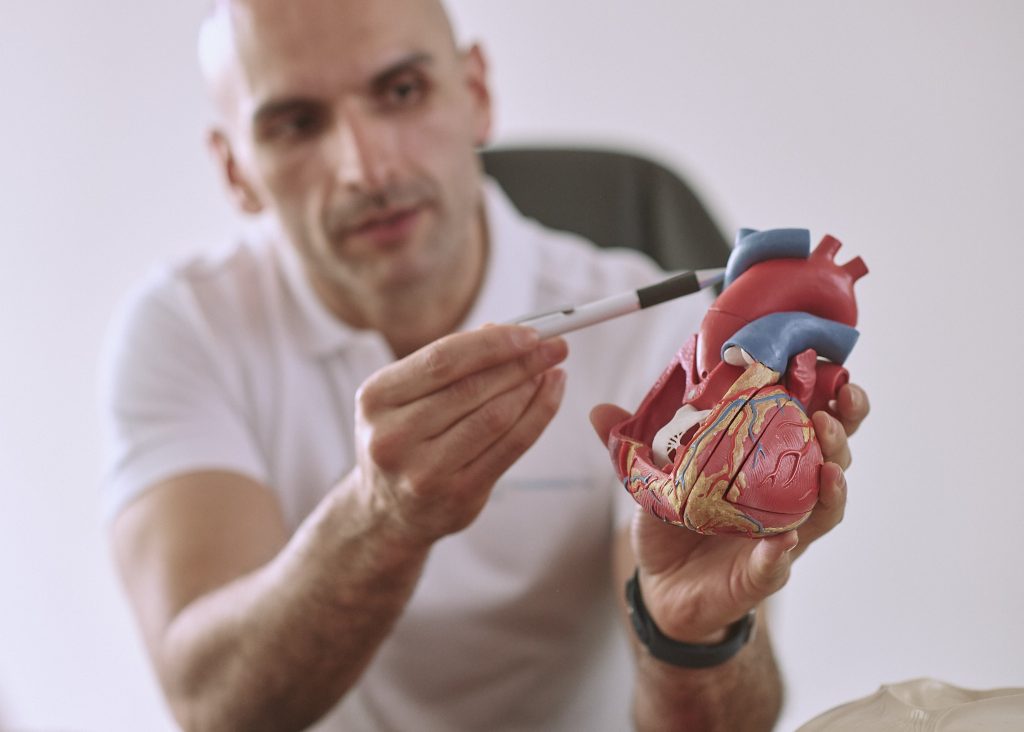 Arzt zeigt mit Stift auf anatomisches Herzmodell in einem Büro.